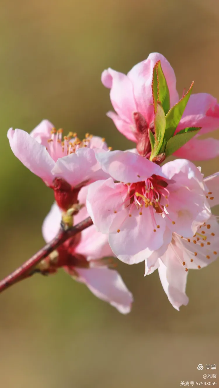 如梦似幻桃花仙